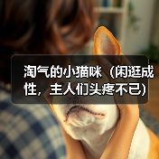 淘气的小猫咪(闲逛成性,主人们头疼不已)(图4) 淘气的小猫咪(闲逛成性,主人们头疼不已)(图4)