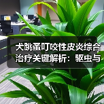 犬跳蚤叮咬性皮炎综合治疗关键解析：驱虫与抗菌（图2）