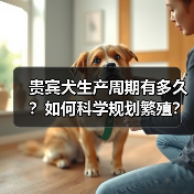 贵宾犬生产周期有多久？如何科学规划繁殖？（图2）