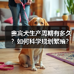 贵宾犬生产周期有多久？如何科学规划繁殖？（图3）