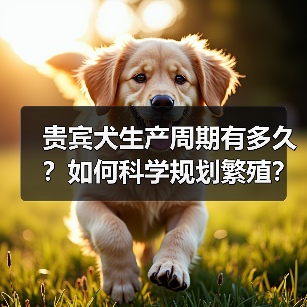 贵宾犬生产周期有多久？如何科学规划繁殖？（图1）