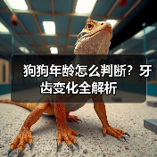 狗狗年龄怎么判断?牙齿变化全解析(图3) 狗狗年龄怎么判断?牙齿变化全解析(图3)