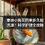 泰迪小狗买回来多久能洗澡？科学护理全攻略（图4）