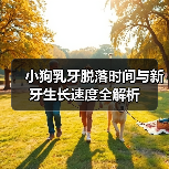 小狗乳牙脱落时间与新牙生长速度全解析（图3）