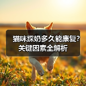 猫咪踩奶多久能康复？关键因素全解析（图2）