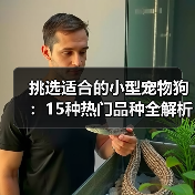 挑选适合的小型宠物狗：15种热门品种全解析（图3）