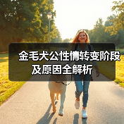 金毛犬公性情转变阶段及原因全解析（图1）