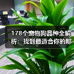 178个宠物狗品种全解析:找到最适合你的那一款!(图1) 178个宠物狗品种全解析:找到最适合你的那一款!(图1)