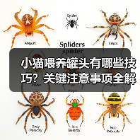 小猫喂养罐头有哪些技巧？关键注意事项全解析（图2）
