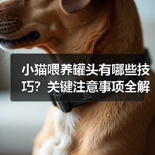 小猫喂养罐头有哪些技巧？关键注意事项全解析（图1）