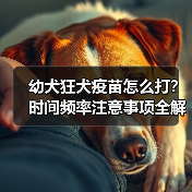 幼犬狂犬疫苗怎么打?时间频率注意事项全解析(图2) 幼犬狂犬疫苗怎么打?时间频率注意事项全解析(图2)