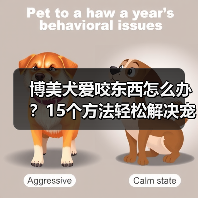 博美犬爱咬东西怎么办?15个方法轻松解决宠物破坏问题(图2) 博美犬爱咬东西怎么办?15个方法轻松解决宠物破坏问题(图2)