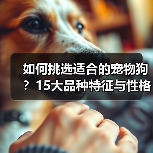 如何挑选适合的宠物狗?15大品种特征与性格全解析(图2) 如何挑选适合的宠物狗?15大品种特征与性格全解析(图2)