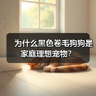 为什么黑色卷毛狗狗是家庭理想宠物?(图4) 为什么黑色卷毛狗狗是家庭理想宠物?(图4)