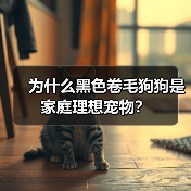 为什么黑色卷毛狗狗是家庭理想宠物?(图3) 为什么黑色卷毛狗狗是家庭理想宠物?(图3)