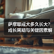 萨摩耶成犬多久长大？成长周期与关键因素解析（图1）