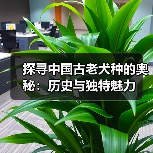 探寻中国古老犬种的奥秘:历史与独特魅力(图4) 探寻中国古老犬种的奥秘:历史与独特魅力(图4)