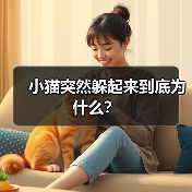 小猫突然躲起来到底为什么？（图2）
