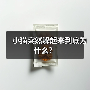 小猫突然躲起来到底为什么？（图3）