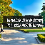 拉布拉多适合家庭饲养吗？优缺点分析助你决定（图2）