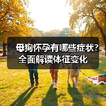 母狗怀孕有哪些症状?全面解读体征变化(图1) 母狗怀孕有哪些症状?全面解读体征变化(图1)