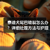 泰迪犬尾巴破裂怎么办？详细处理方法与护理技巧