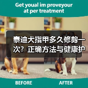 泰迪犬指甲多久修剪一次?正确方法与健康护理指南(图4) 泰迪犬指甲多久修剪一次?正确方法与健康护理指南(图4)