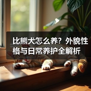 比熊犬怎么养？外貌性格与日常养护全解析（图4）
