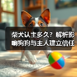 柴犬认主多久？解析影响狗狗与主人建立信任的关键因素（图1）