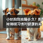 小奶狗到底睡多久？揭秘睡眠习惯对健康的关键影响（图4）