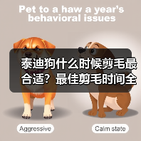 泰迪狗什么时候剪毛最合适？最佳剪毛时间全解析（图3）