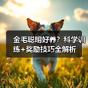 金毛聪明好养？科学训练+奖励技巧全解析