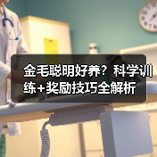 金毛聪明好养？科学训练+奖励技巧全解析（图3）
