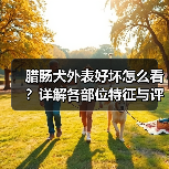 腊肠犬外表好坏怎么看？详解各部位特征与评估技巧