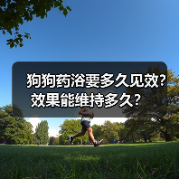 狗狗药浴要多久见效？效果能维持多久？（图1）
