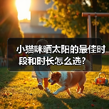 小猫咪晒太阳的最佳时段和时长怎么选？（图1）