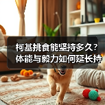 柯基挑食能坚持多久？体能与毅力如何延长持久力？（图2）