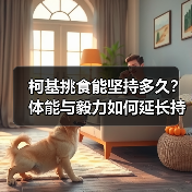 柯基挑食能坚持多久？体能与毅力如何延长持久力？（图3）