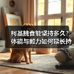 柯基挑食能坚持多久？体能与毅力如何延长持久力？（图4）