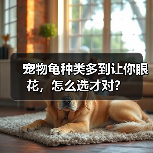 宠物龟种类多到让你眼花，怎么选才对？（图3）
