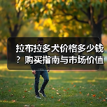 拉布拉多犬价格多少钱？购买指南与市场价值解析（图2）