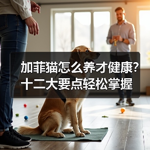 加菲猫怎么养才健康？十二大要点轻松掌握（图1）