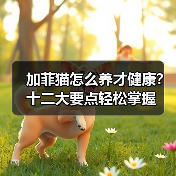加菲猫怎么养才健康？十二大要点轻松掌握（图4）