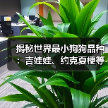 揭秘世界最小狗狗品种：吉娃娃、约克夏梗等迷你犬特征全解析