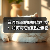 普通鹦鹉的聪明与社交：如何与它们建立亲密联系？（图4）
