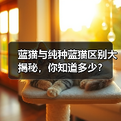 蓝猫与纯种蓝猫区别大揭秘，你知道多少？