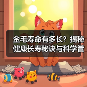 金毛寿命有多长？揭秘健康长寿秘诀与科学管理方法