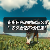 狗狗日光浴时间怎么定？多久合适不伤健康？（图2）