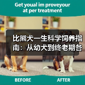 比熊犬一生科学饲养指南：从幼犬到终老期各阶段必知要点（图1）