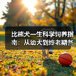 比熊犬一生科学饲养指南：从幼犬到终老期各阶段必知要点（图4）